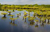 Mangroves in Florida