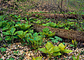 Skunk Cabbage and May-Apple