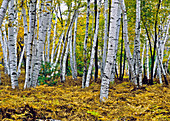 Paper Birch Forest