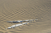 Rippled Sand Dune,Death Valley,CA