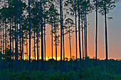 Sunset in Florida Pines