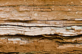 Muav Limestone in the Grand Canyon,AZ