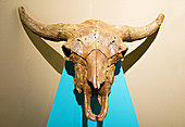 Prehistoric Bison Skull