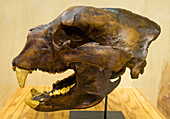 Short Faced Bear Skull