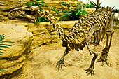 Tenontosaurus Tilletti Dinosaur