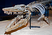 Mosasaur Skeleton