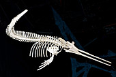 Prehistoric Odontocetes Fossil