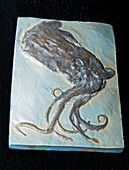 Octopus Fossil