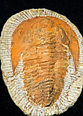 Andalusiana Trilobite Fossil