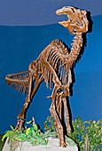 Edmontosaurus Fossil