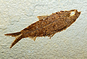 Herring Fish Fossil