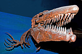 Mosasaur Tylosaurus Proiger
