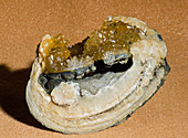 Fossil Clam with Calcite Crystals