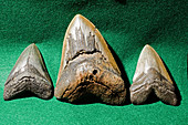 Megaladon Teeth Fossilized
