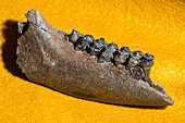 Deer Jaw and Teeth Fossil