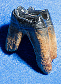 Camel Llama Tooth Fossil