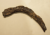 Titanoboa Rib Fossilized
