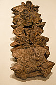Titanoboa Vertebrae Fossilized