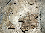 Titanoboa Vertebrae and Rib Fossils