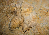 Tyrannosaurus Rex Footprint