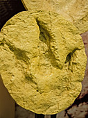 Dinosaur Theropod Footprint