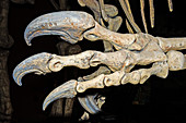 Saurophaganax Dinosaur Claw Fossil