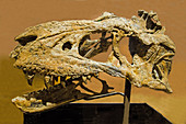 Bistahieversor Dinosaur Skull Fossil