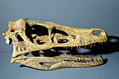 Velociraptor Dinosaur Skull Replica