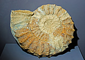 Ammonite Dactylioceras Fossil