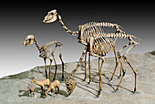 Extinct Camelid Fossils