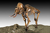 Columbian Mammoth Skeleton