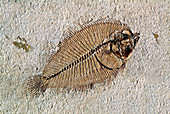 Fossil flatfish
