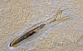 Squid Fossil