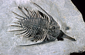 Trilobite Fossil