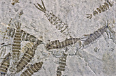 Fossil Mayfly Larvae