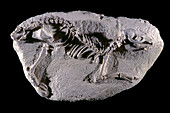 Oreodont Fossil