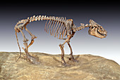 Oreodont Skeleton