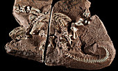 Fossil Amphibian