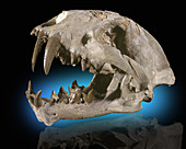 False Sabertooth Cat Skull