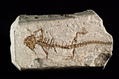 Oligocene Amphibian