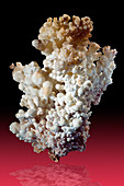 Flos Ferri Aragonite