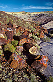 Petrified Forest,Arizona