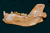 Cave Bear Lower Jaw Fossil