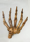Cave Bear Front Foot Fossil