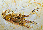 Grasshopper Fossil