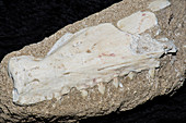 Barracuda Jaw Fossil