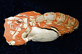 Crayfish Fossil