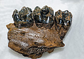 Tapair Jaw Fossil
