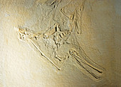 Fossil Rhamphorhynchus Fossil