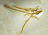 Rhamphorhynchus Fossil